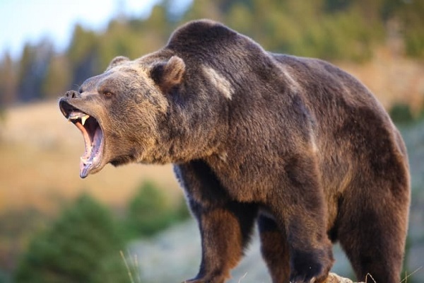 Top 10 Apex Predators on Earth