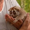 Top 10 Cute Animals in the World