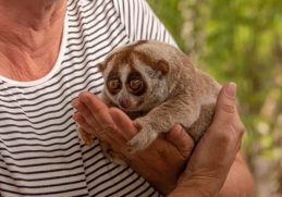 Top 10 Cute Animals in the World