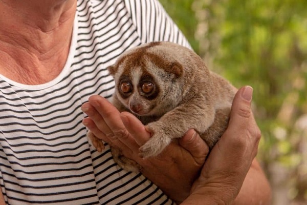 Top 10 Cute Animals in the World