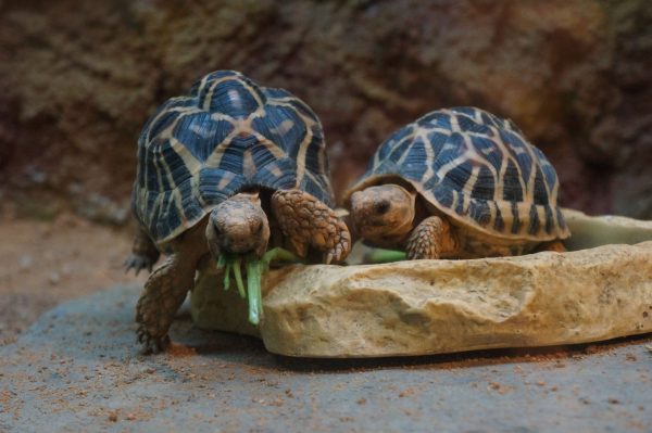 Turtle and Tortoise Shells
