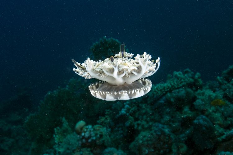 Upside-Down Jellyfish
