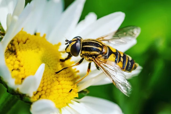 Wasps