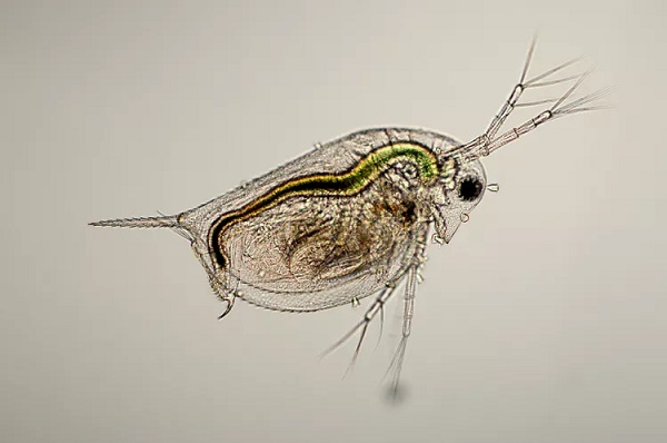 Water Fleas
