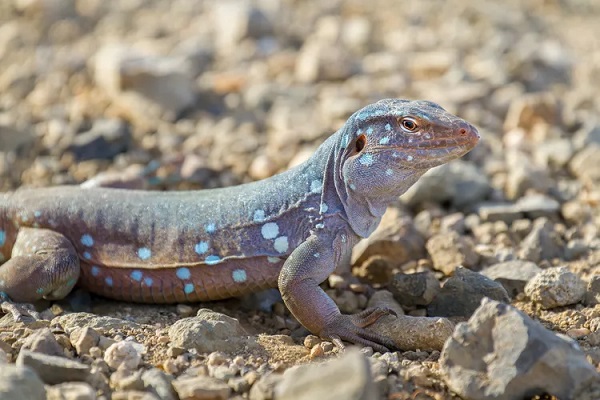 Whiptail Lizard