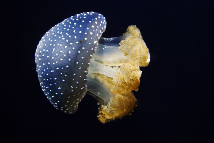 White-Spotted Jellyfish