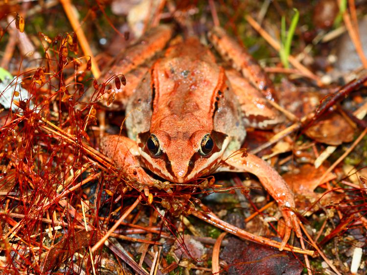 Wood Frog