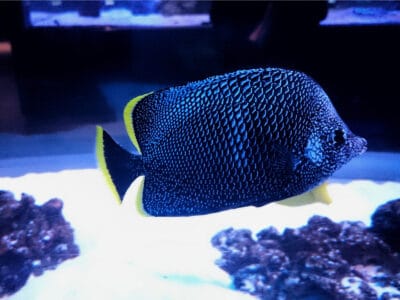 Wrought Iron Butterflyfish