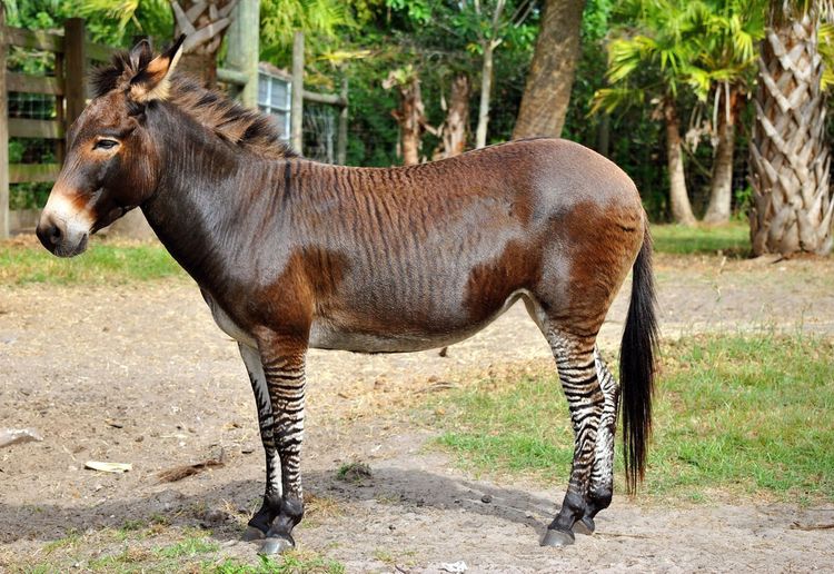 Zebroid