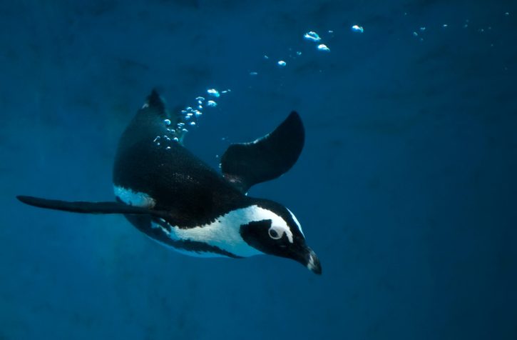 African Penguin Swimming
