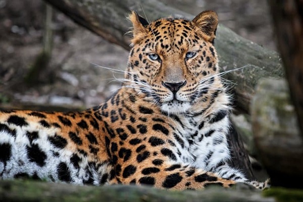 Amur Leopard
