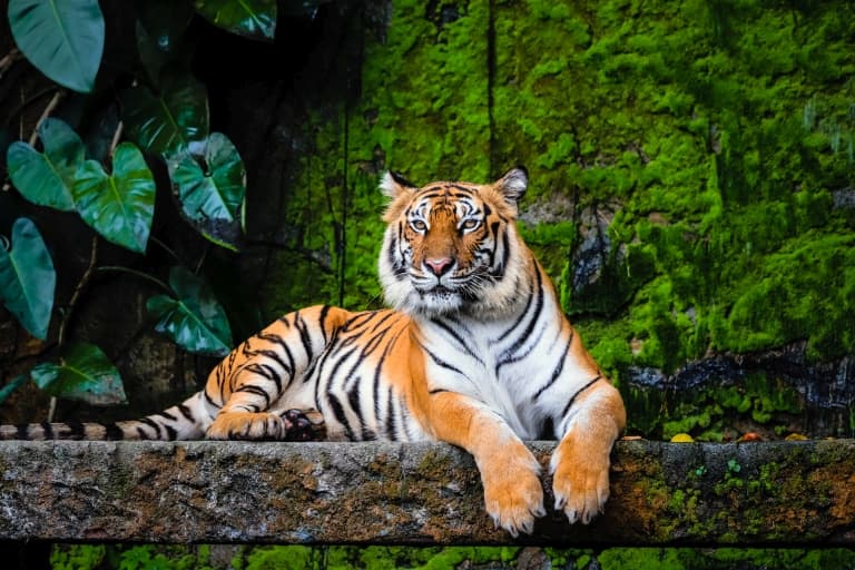Bengal Tiger