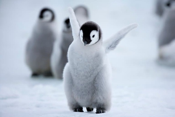 Emperor Penguin