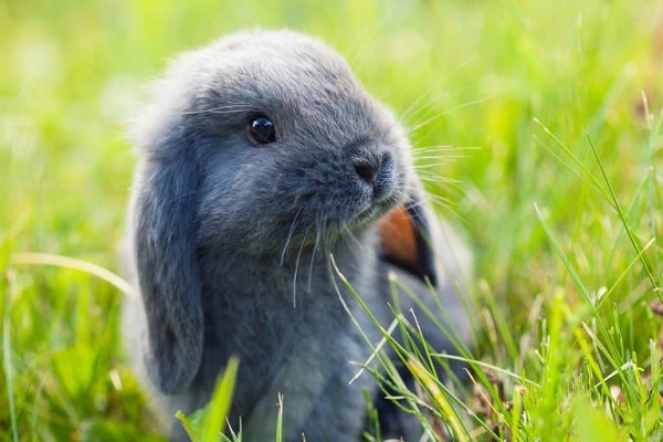 Lop-eared Rabbit