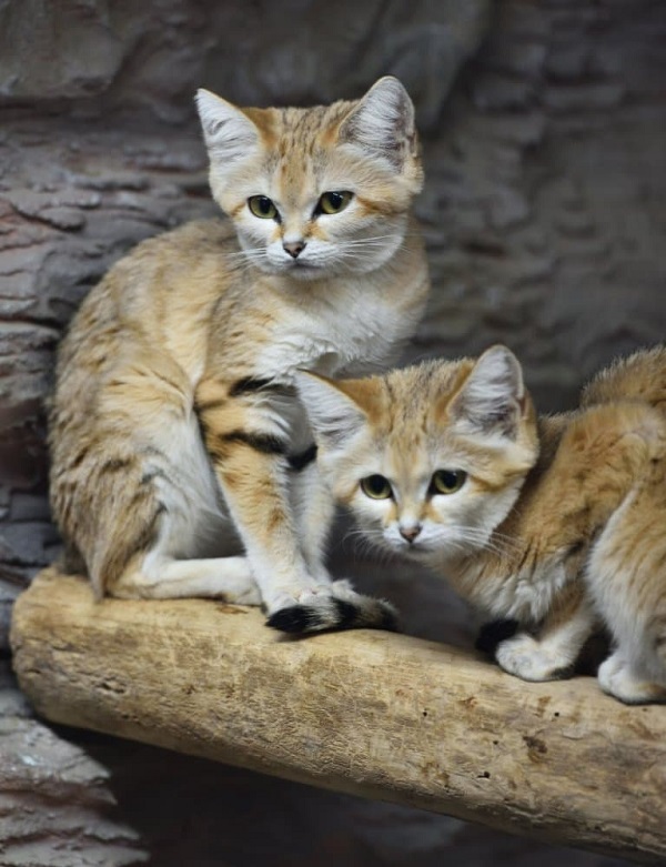 Sand Cat