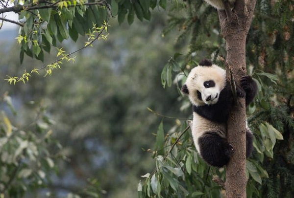 A Giant Panda Climbing A Tree