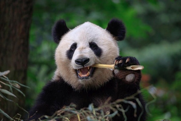 Giant Panda Eating Bamboo