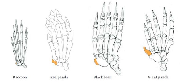 Giant Panda Thumb