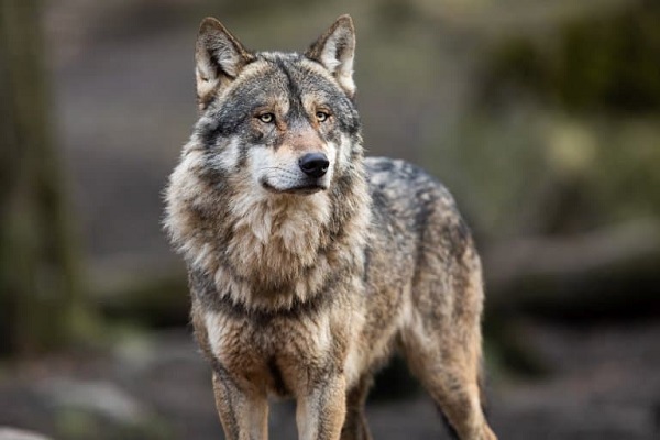 Gray Wolf