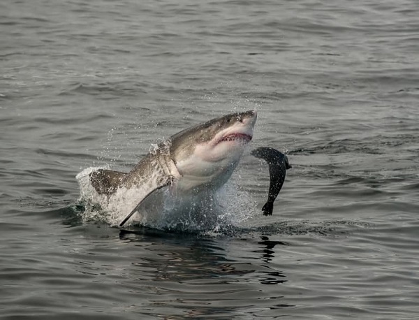 Great White Shark