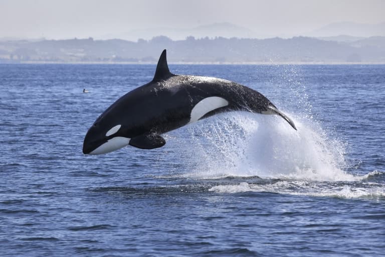 Killer Whale