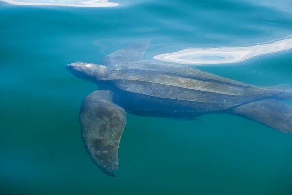 Leatherback Sea Turtle