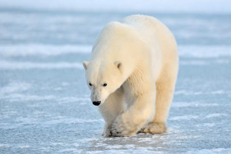 Polar Bear