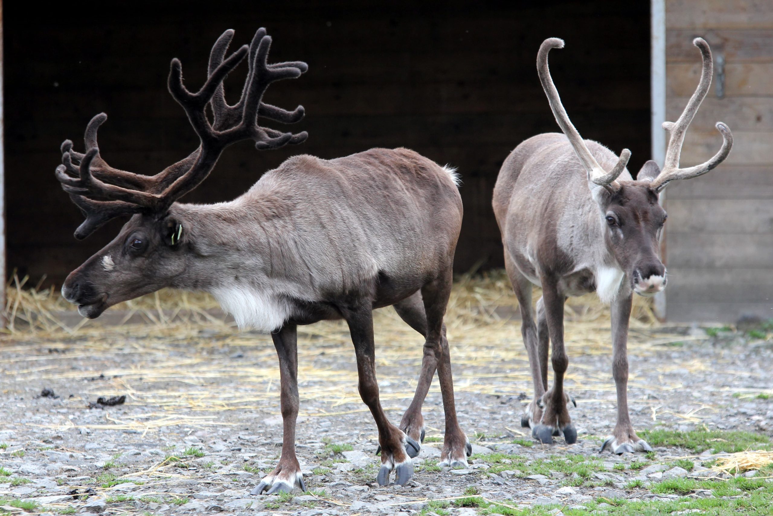 Reindeer