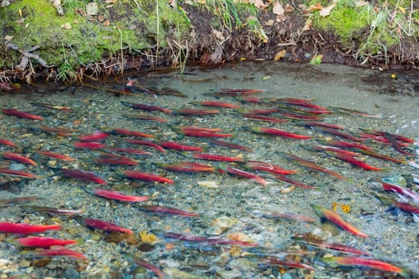 Salmon Fish