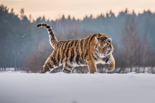 Siberian Tiger