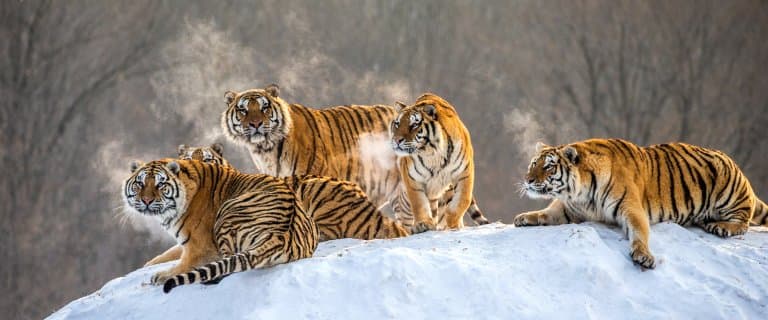 Siberian Tigers