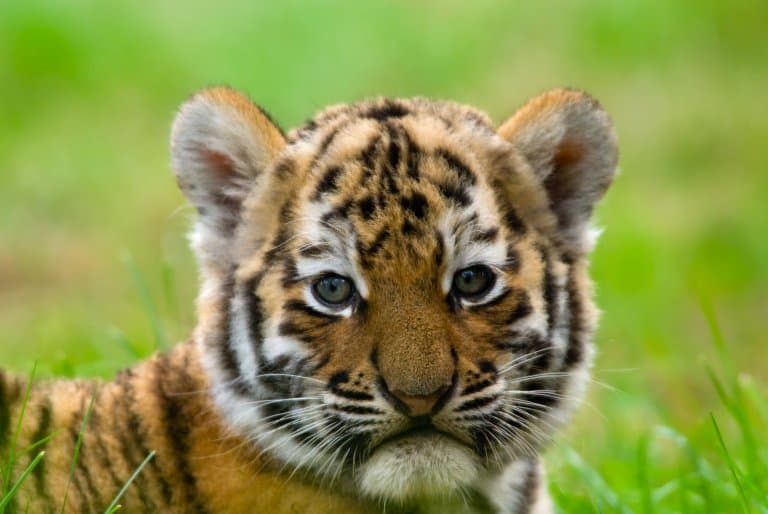 Siberian Tiger Cub