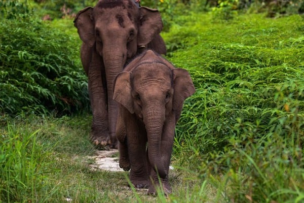 Sumatran Elephant