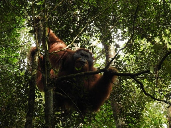 Tapanuli Orangutan